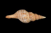 藏品(旋螺)的圖片